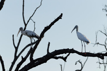 heron on branch