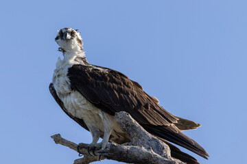 white tailed eagle