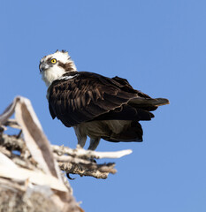white tailed eagle