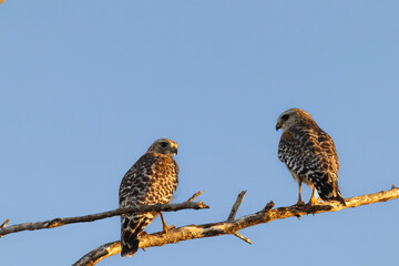 Red tailed hawk