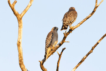Red tailed hawk