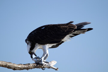 white tailed eagle