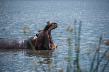 Hippopotamus or hippo yawning in blue lake showing large canine tusks in Tanzania, Africa
