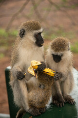Vervet monkeys', mother and juvenile with black faces eating banana in Tanzania, Africa
