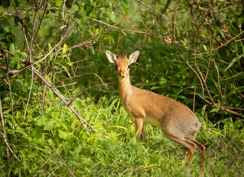 Kirk's Dik-Dik small African antelope closeup portrait in Tanzania, Africa