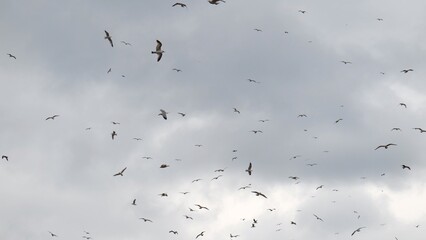 Seagulls whirl against the background of the cloudy sky.