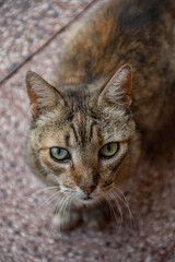 Gata anciana mirando la camara