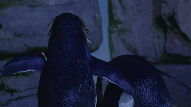 Penguins couple running in the zoo or wilderness 4k