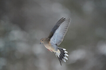 Mourning dove in flight against snowy forest on bright winter day