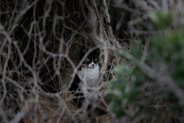Cat hidden behind branches in nature