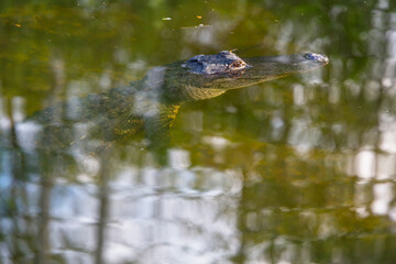 Alligator