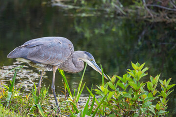 Blue heron