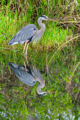 Blue heron