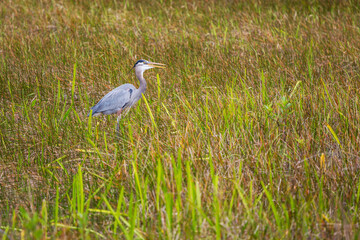 Blue heron