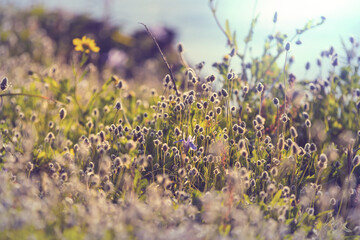 Sunny meadow