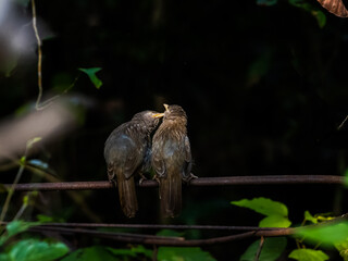 A jungle Babblers on a love mood sitting on dark perch