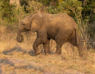 Baby elephant,  