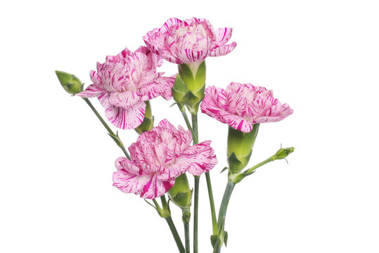 Carnation flower arrangement