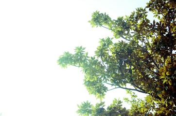 tree branch isolated