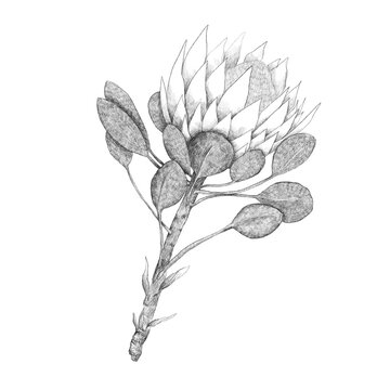 Protea Rei Sketch