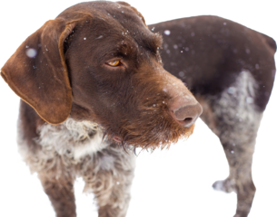 German hunting watchdog drahthaar, Beautiful dog portrait in winter.