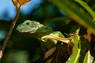 GREEN IGUANA IN THE JUNGLES OF OAXACA MEXICO.