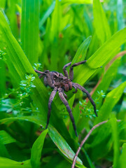 spider photo in the grass, green, nature, arachnid, animal record