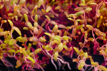 Amaranth microgreen macro photo. Red amarant shoots sprout from soil close up. Homegrown greenery. Healthy, dietary food concept.