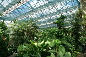 Beautiful green plants grows in hothouse, protection of rare plant species