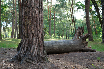 Trees in beautiful summer forest