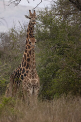 giraffe in the savannah
