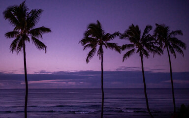 Fototapeta na wymiar Palm trees at sunrise