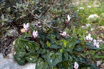 pale pink cyclamens in the Israeli national park in January