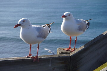 2 Nobbies Phillip Island Seagulls Natural Shot Summertime Photography