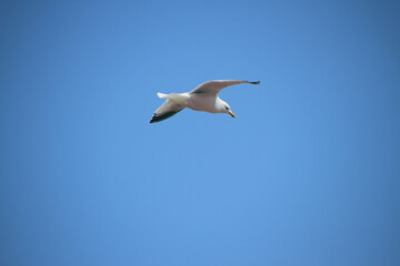 seagull in the sky