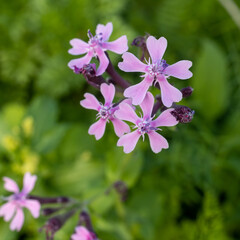 Silene armeria is wild plant. Plant blooming in summer. Square frame