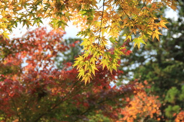 秋の風景/紅葉が進むカエデの葉