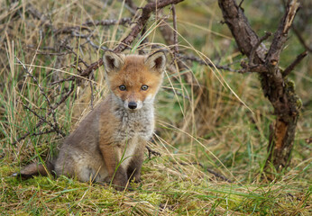 red fox cub