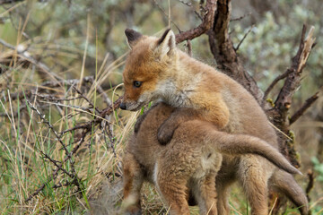red fox cubs in the wild