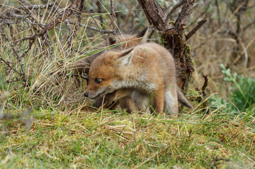 Naklejka na ściany i meble A young red fox