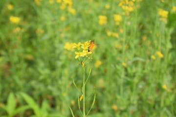 yellow flowers in a field with honeybee