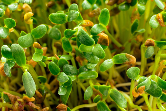 Foenum-graecum commonly called fenugreek microgreen close up. Fenugreek shoots sprout from soil top view. Homegrown greenery. Healthy, dietary food concept.