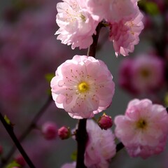 Flowering almond blossoms, prunus triloba pink floral background with empty space for text.