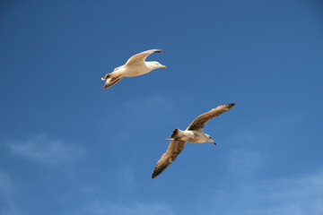 seagull in the sky