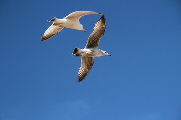 seagull in the sky