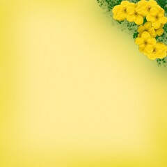 Yellow flowers on pastel table with copy space for your text top view and flat lay. Greeting card.