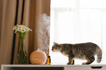 Aromatherapy concept. Aroma oil diffuser with cat on the table against the window. Air freshener....