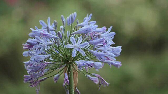 Agapanthus, Lily of the Nile, purple flower in the rain in a green garden with raindrops on the flowers FLAT PICTURE PROFILE