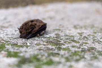 close up image of a scared bat.