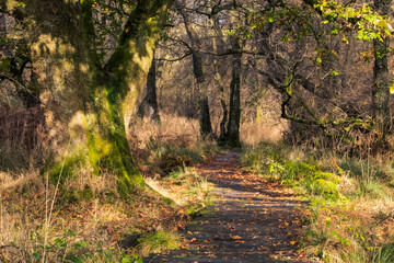 Fototapeta na wymiar Meandering path through forest in golden winter light, Scotland